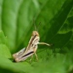 grasshopper3